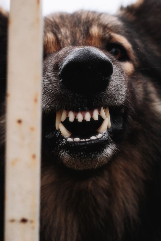 dier beest hond tanden (vergroot foto)