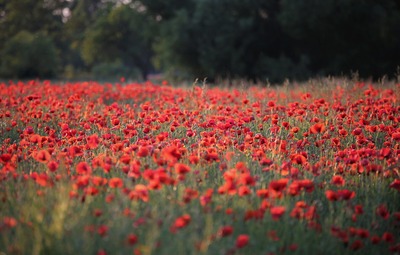 Kom naar de Open Tuindag