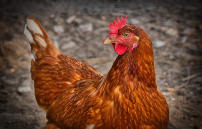 Ophokplicht voor pluimvee opgeheven