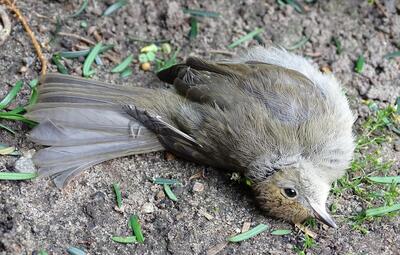 Vind je een dode of zieke vogel?